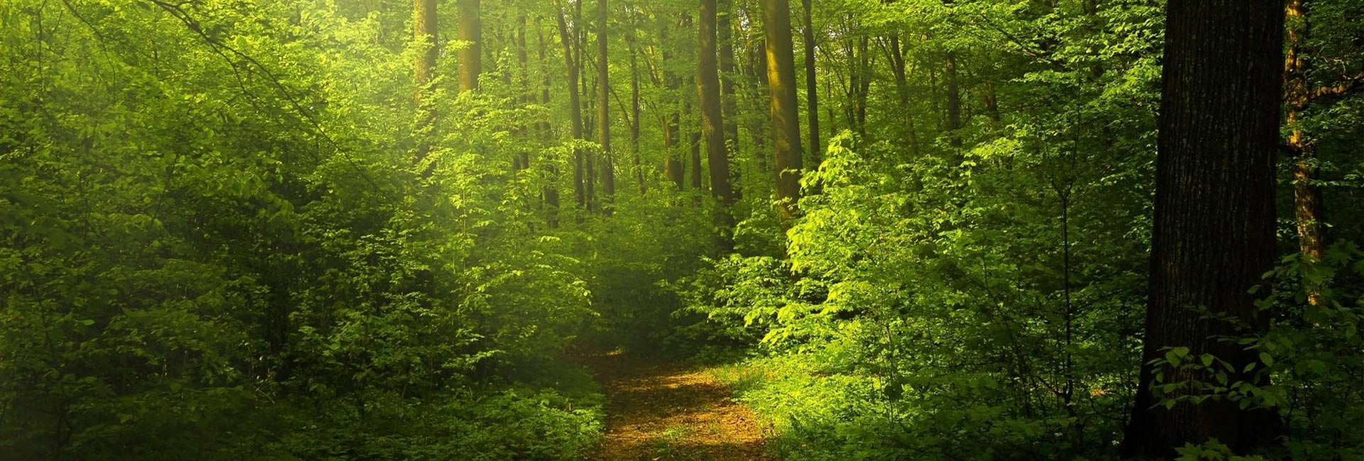 Wald mit Bäumen, in der Mitte ist ein Weg zu sehen