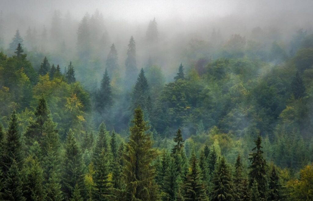 Wald mit vielen Bäumen und leichten Nebel der aufzieht