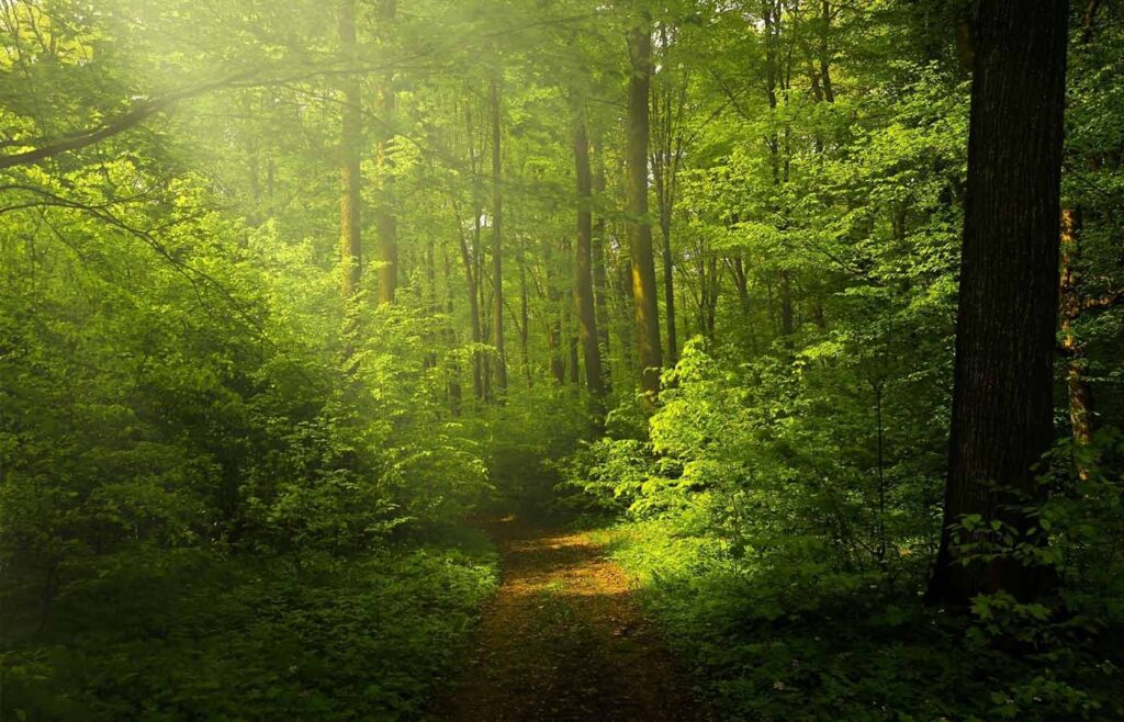 Wald mit dichten Bäumen un einem Weg in der Mitte