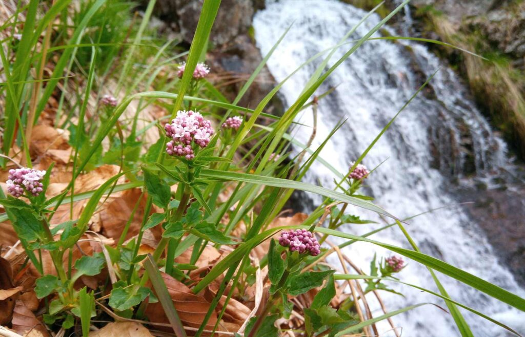 Pflanzen im Vordergrund und ein Wasserfall im Hintergrund
