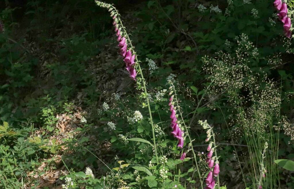 Mehre verschiedene Pflanzen von denen 3 pink blühen