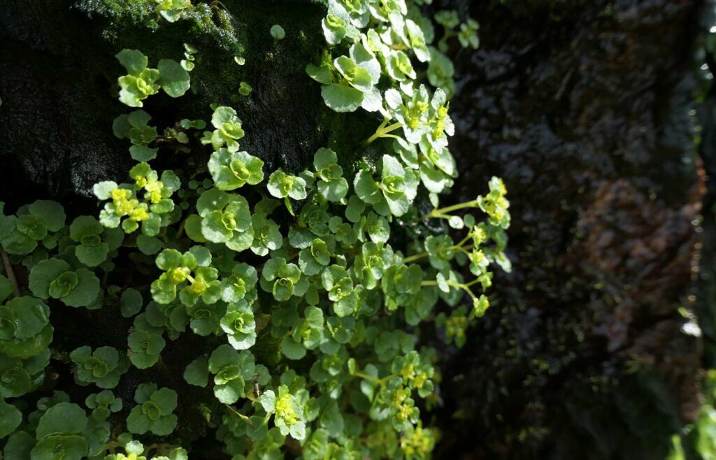Pflanzen die auf Moss wachsen