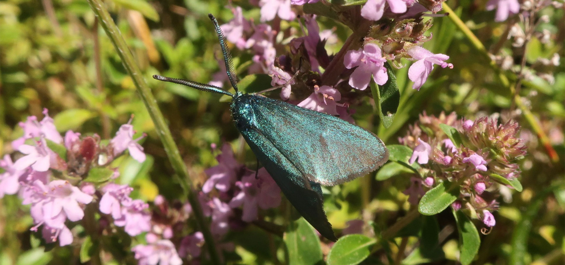 Ein Schmetterling sitz auf einer pflanze mit rosa Blüten