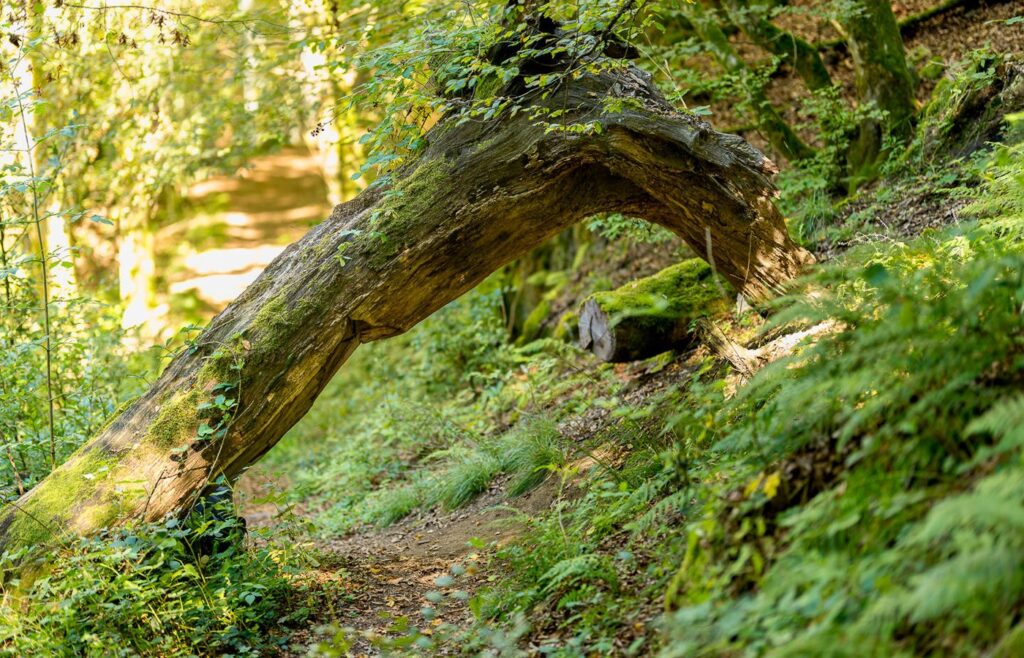 Eine alte Baumwurzel mitten im Wald mit viel grün im Hintergrund